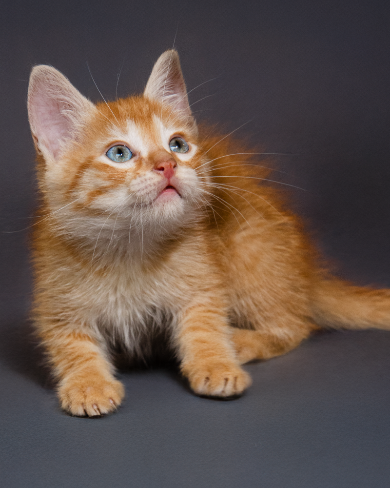 GATO GALLETERO6