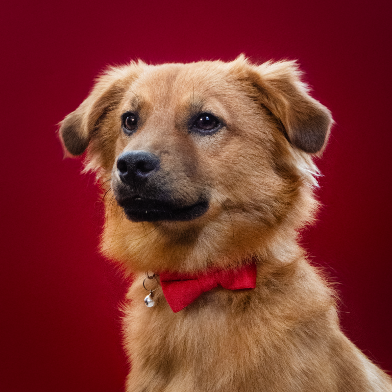 dexter6