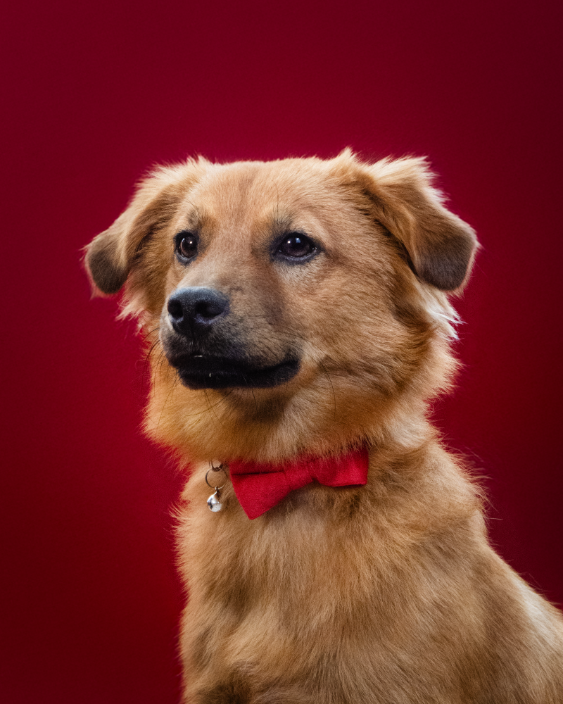 dexter6